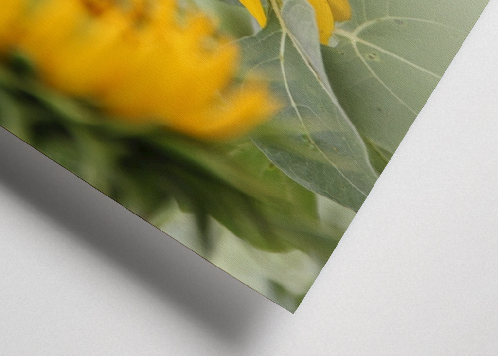 Schöne Sonnenblumen