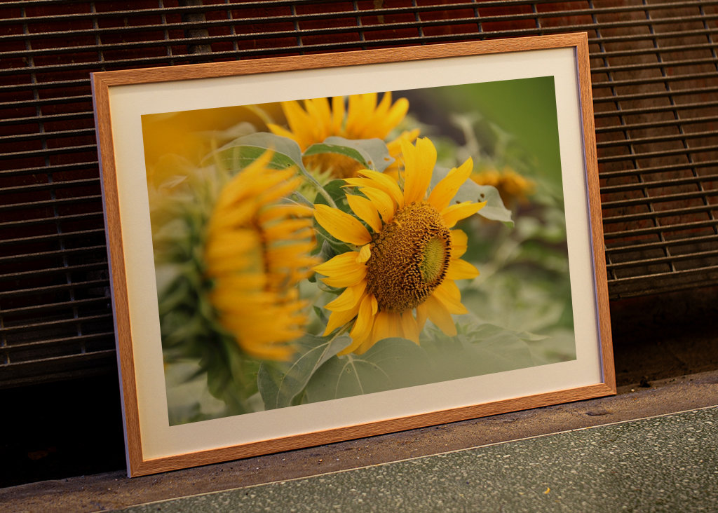 Schöne Sonnenblumen
