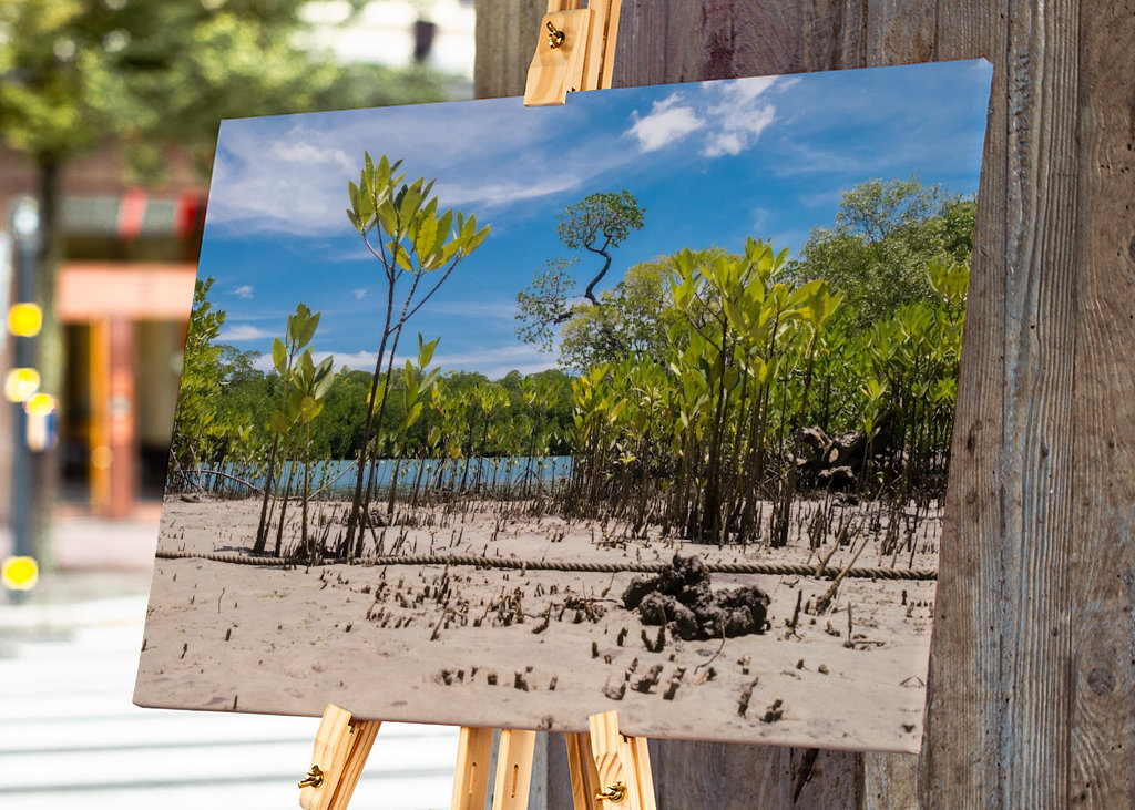Riverbank Daintree Rainforest