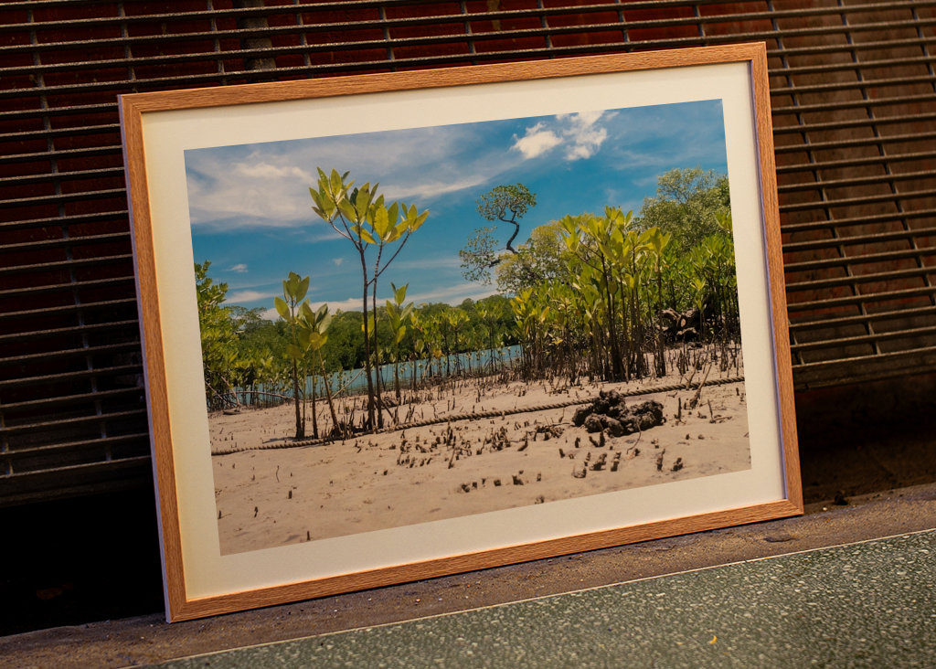 Riverbank Daintree Rainforest