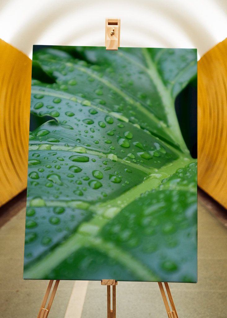 Čerstvé listy orosené