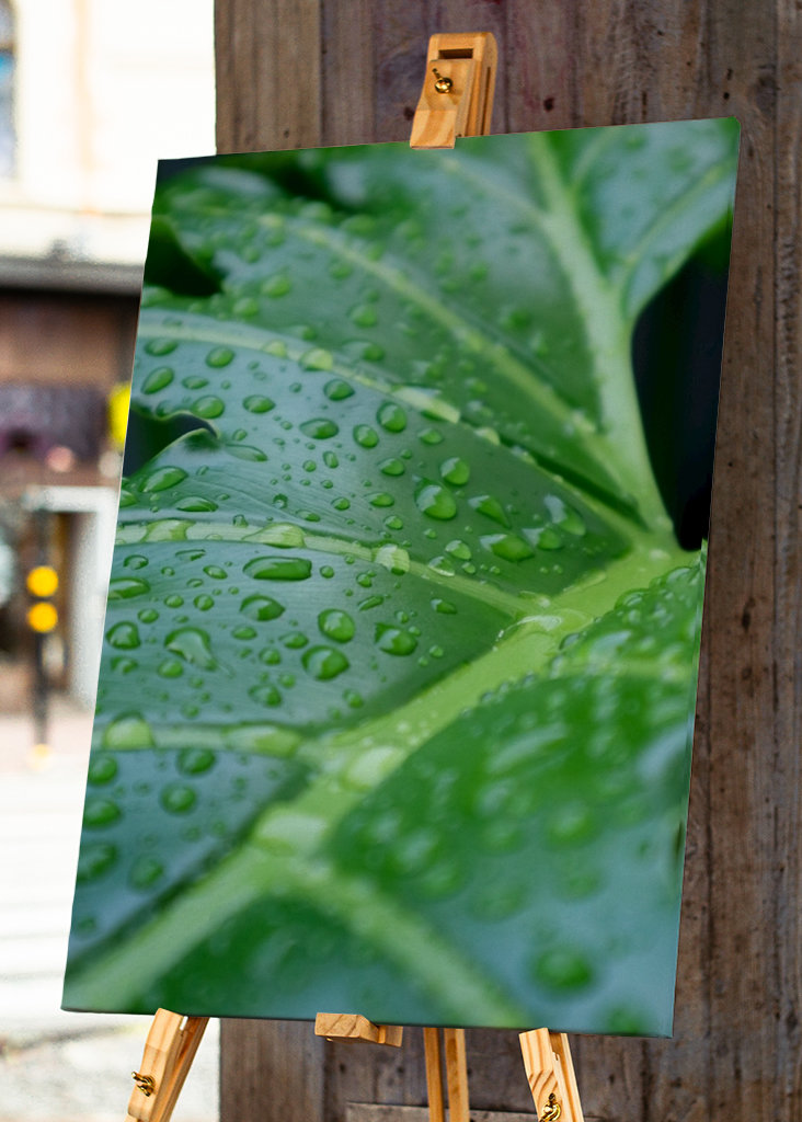 Čerstvé listy orosené
