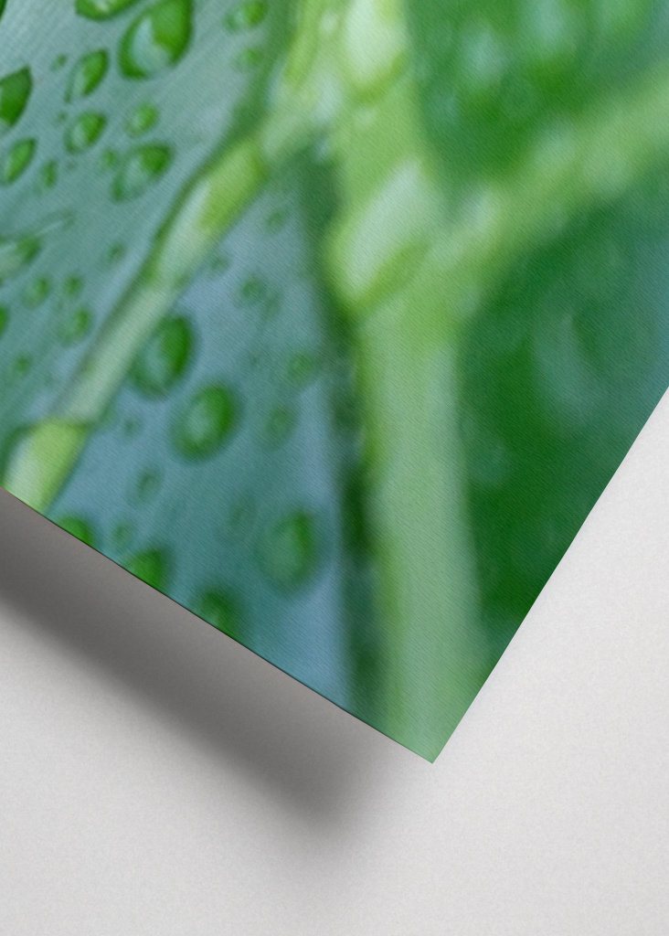 Čerstvé listy orosené