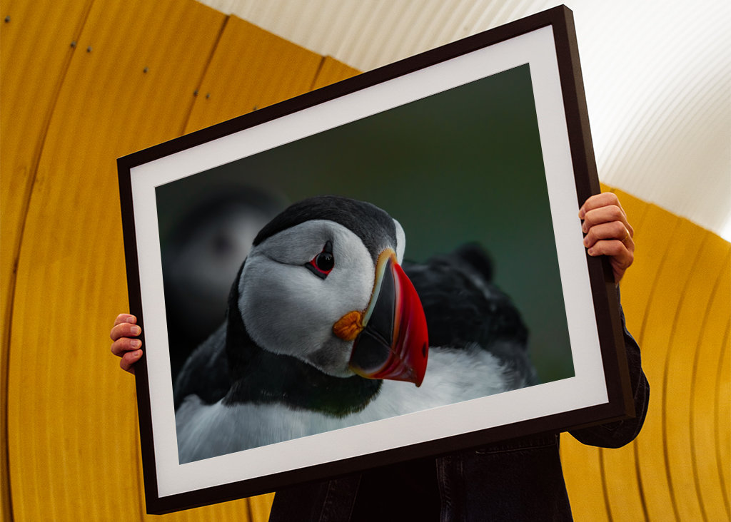 Nærbilde av lundefugl