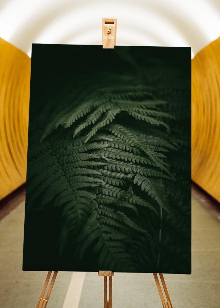 Kapradina v měsíčním světle