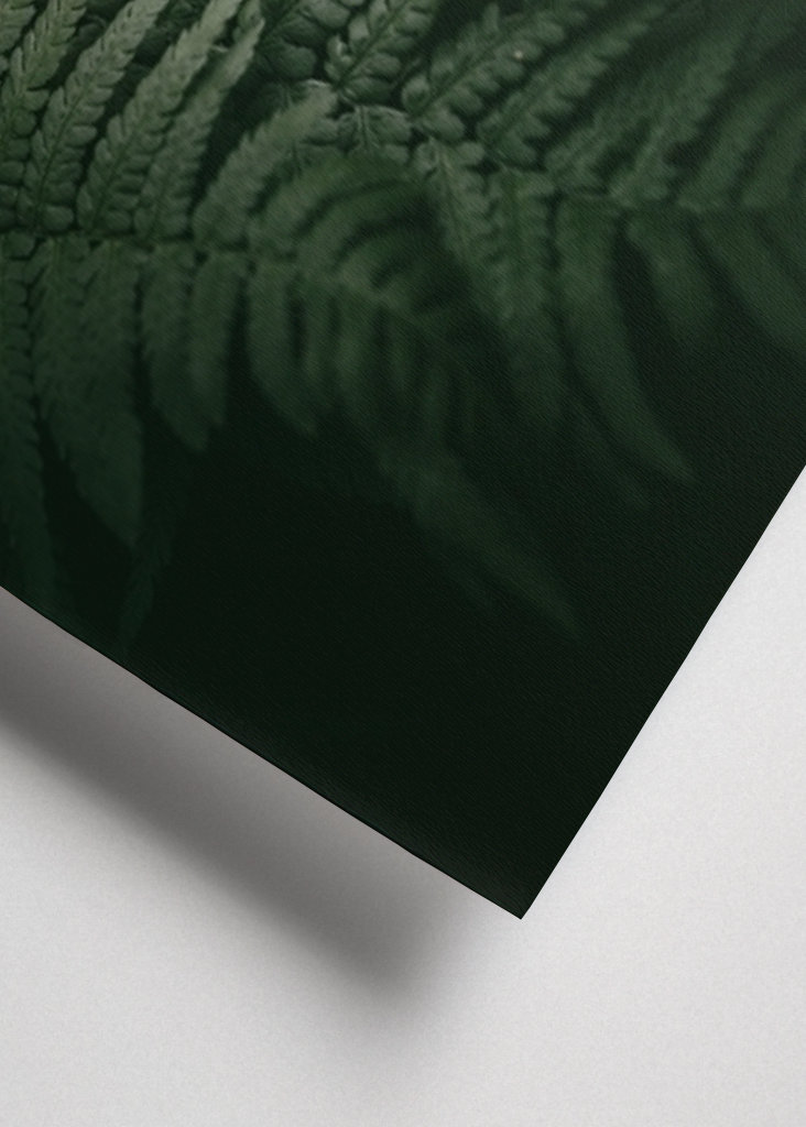 Kapradina v měsíčním světle