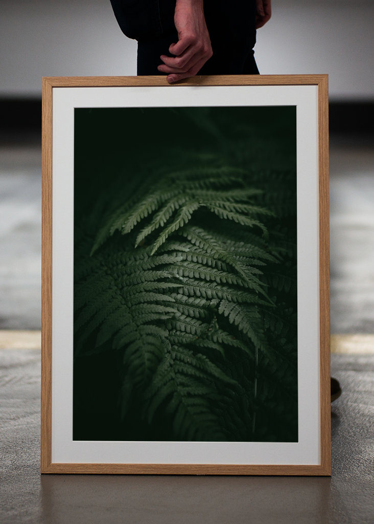 Kapradina v měsíčním světle