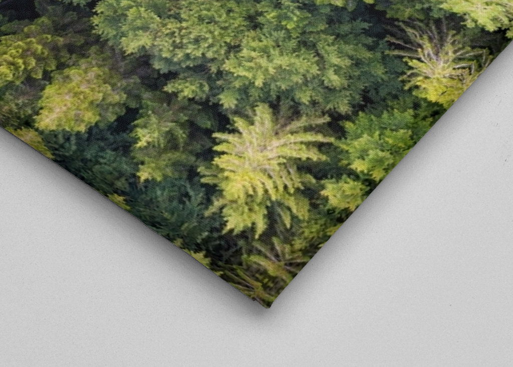 Vue aérienne de la forêt en Forêt-Noire 