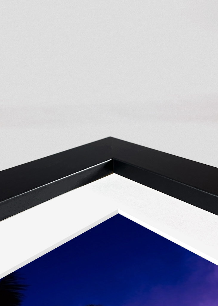 Miami Verenigde Staten Palmen