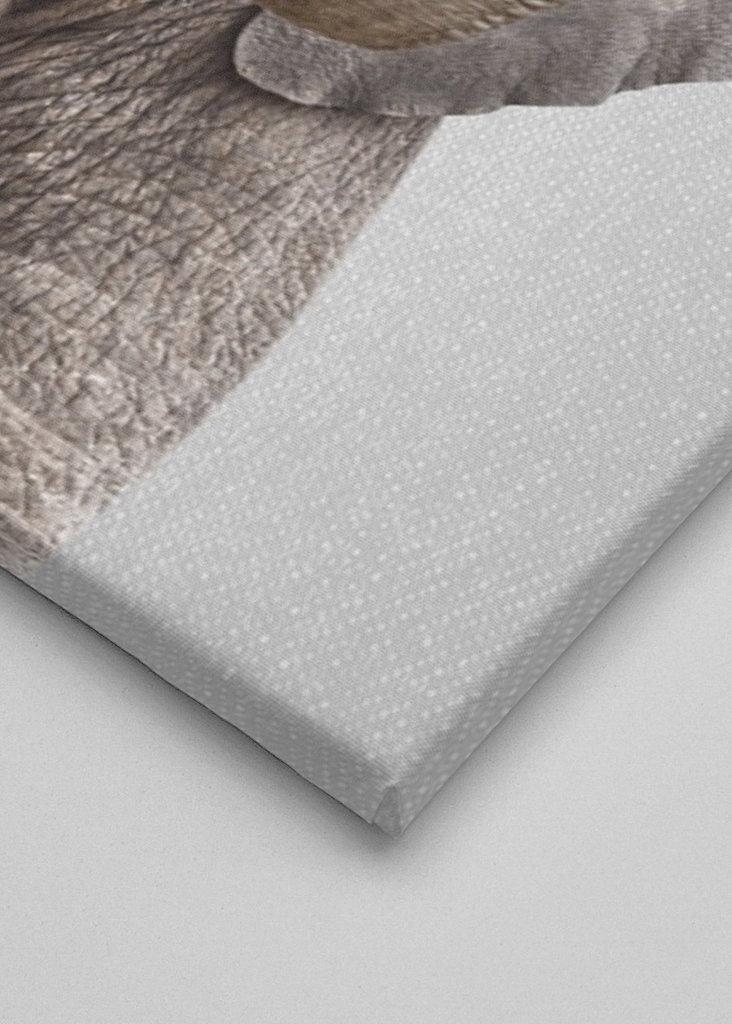 Cucciolo di elefante