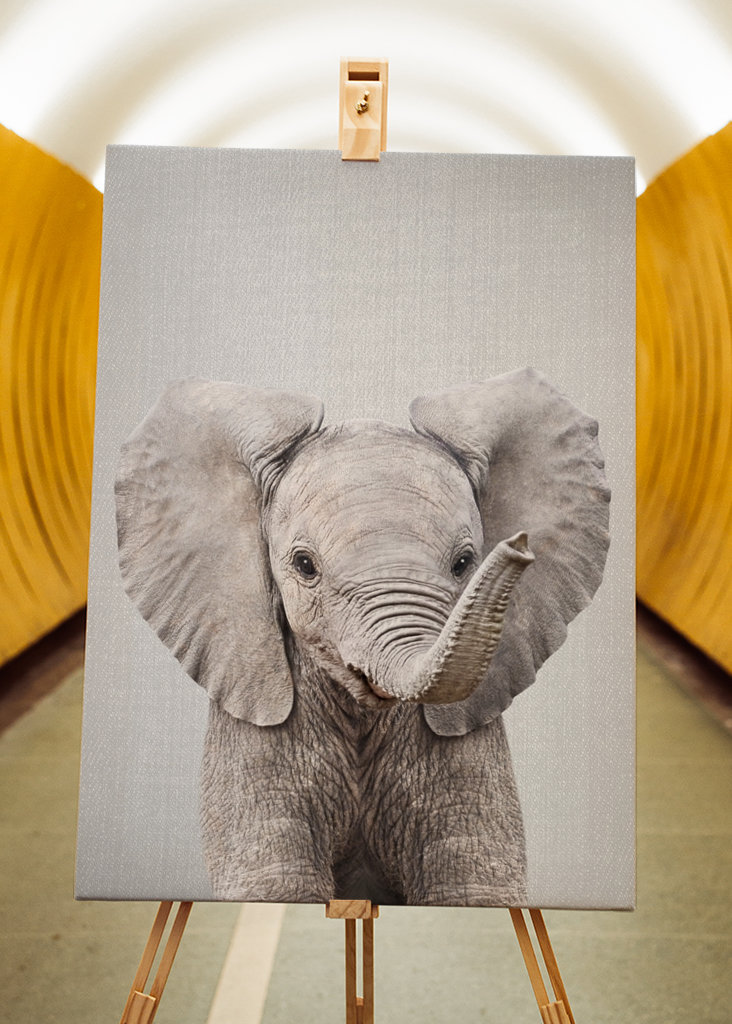 Cucciolo di elefante