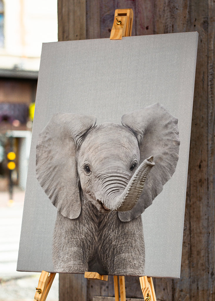 Cucciolo di elefante