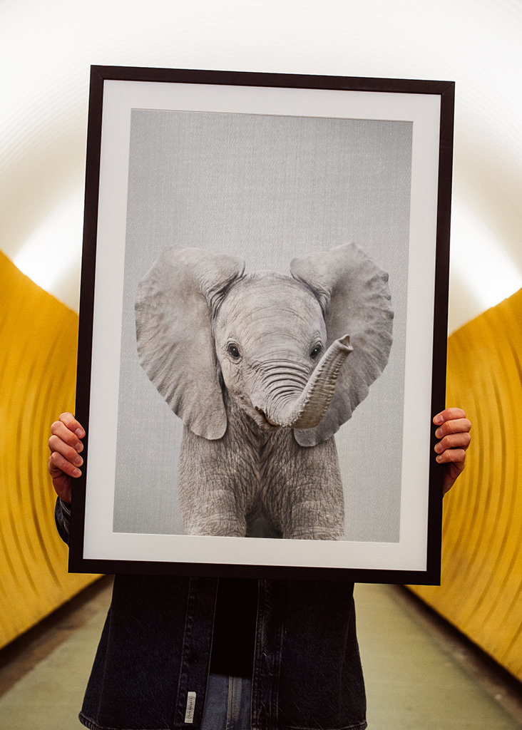 Cucciolo di elefante