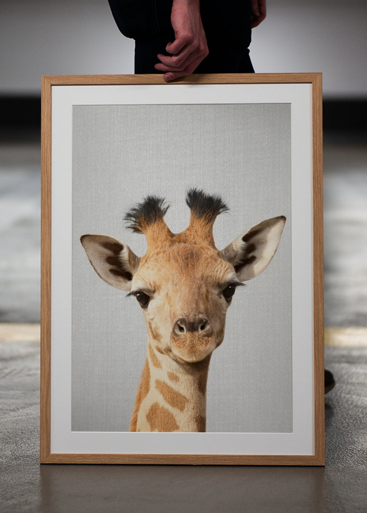 Baby Giraffe