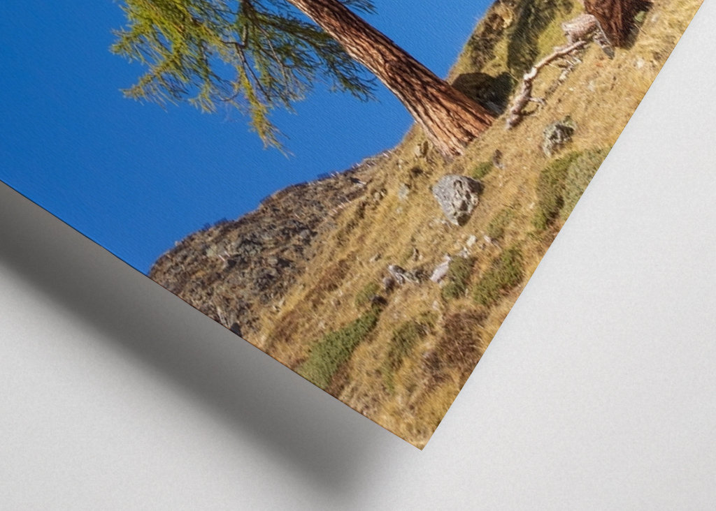 Arbres dans les Alpes