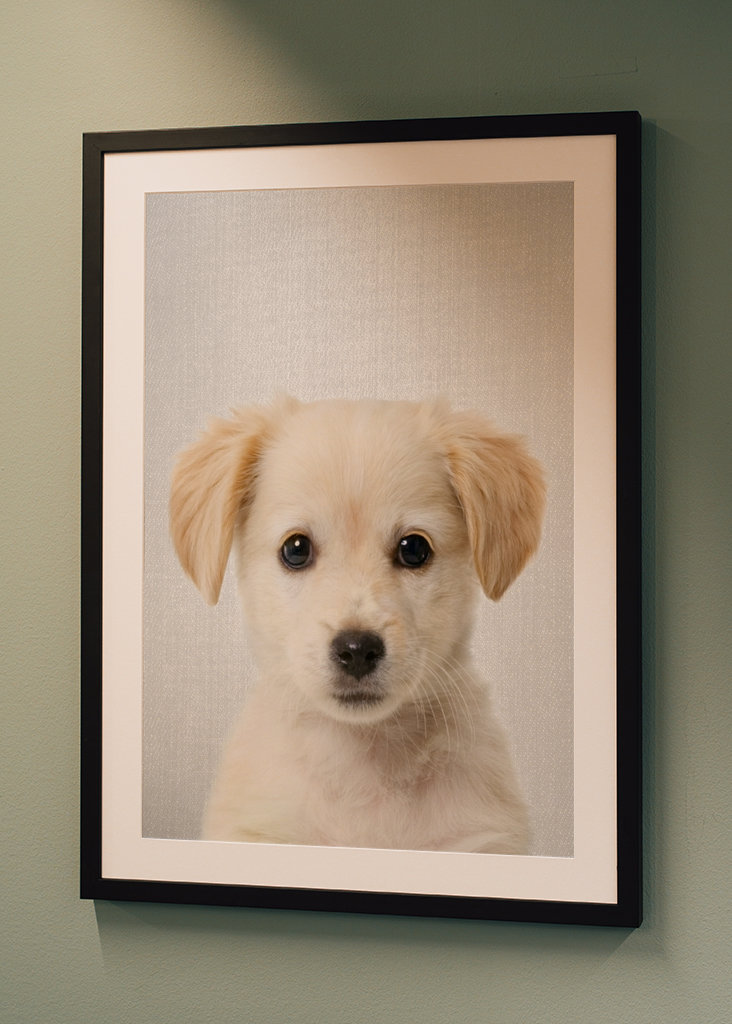Golden Retriever Puppy