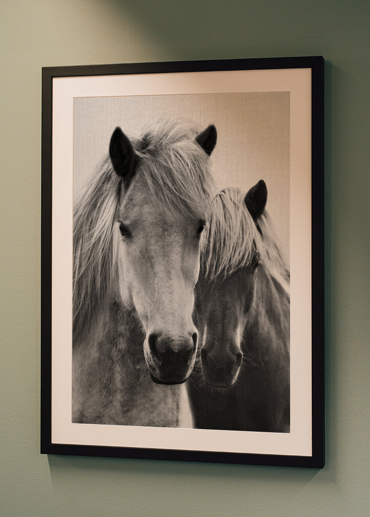 Cavalli in bianco e nero