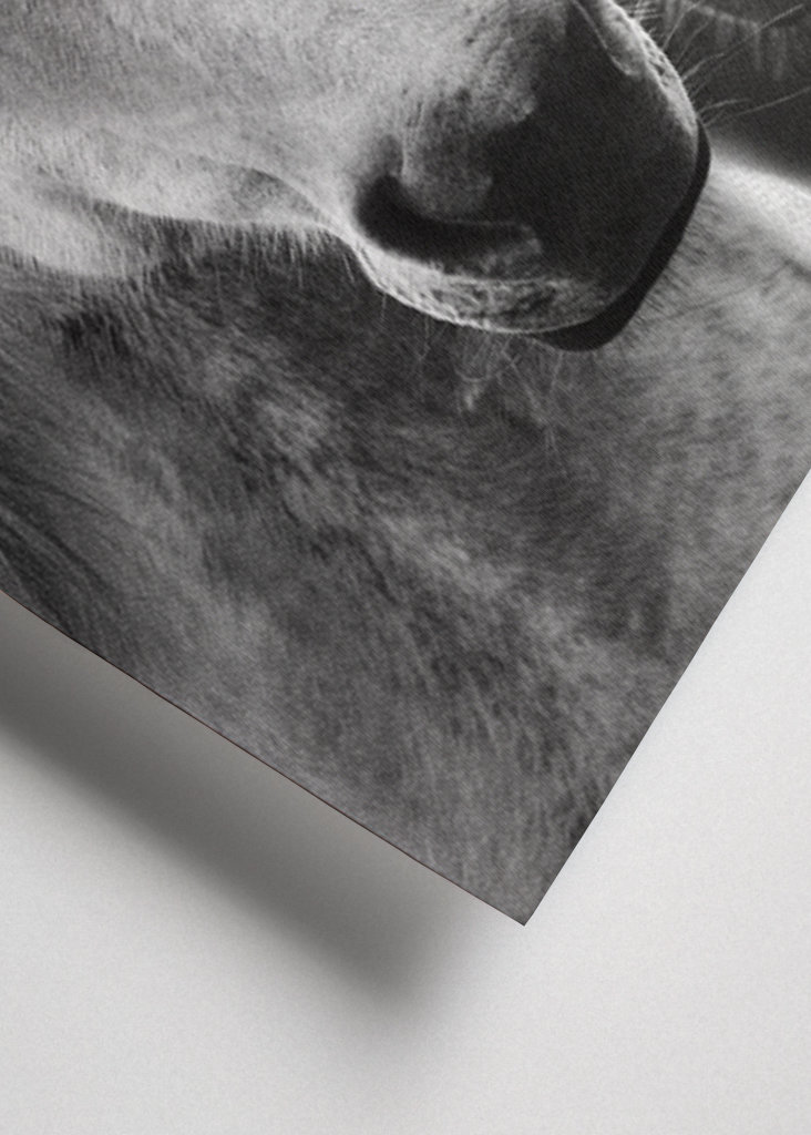 Cavalli in bianco e nero