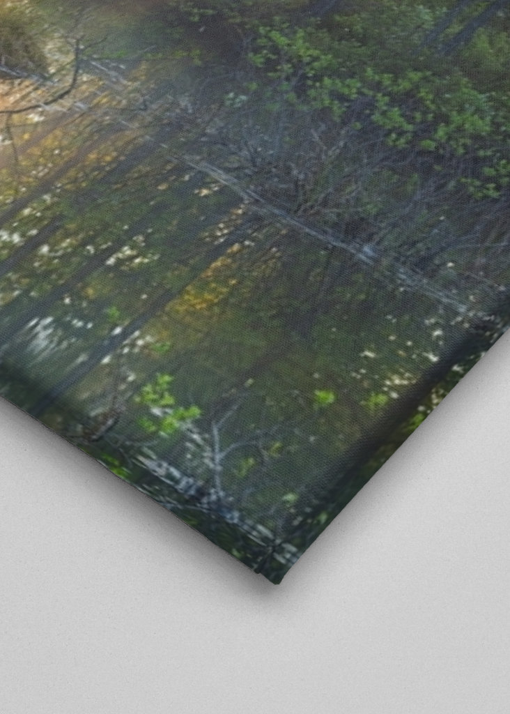 Éjféli nap az erdőben