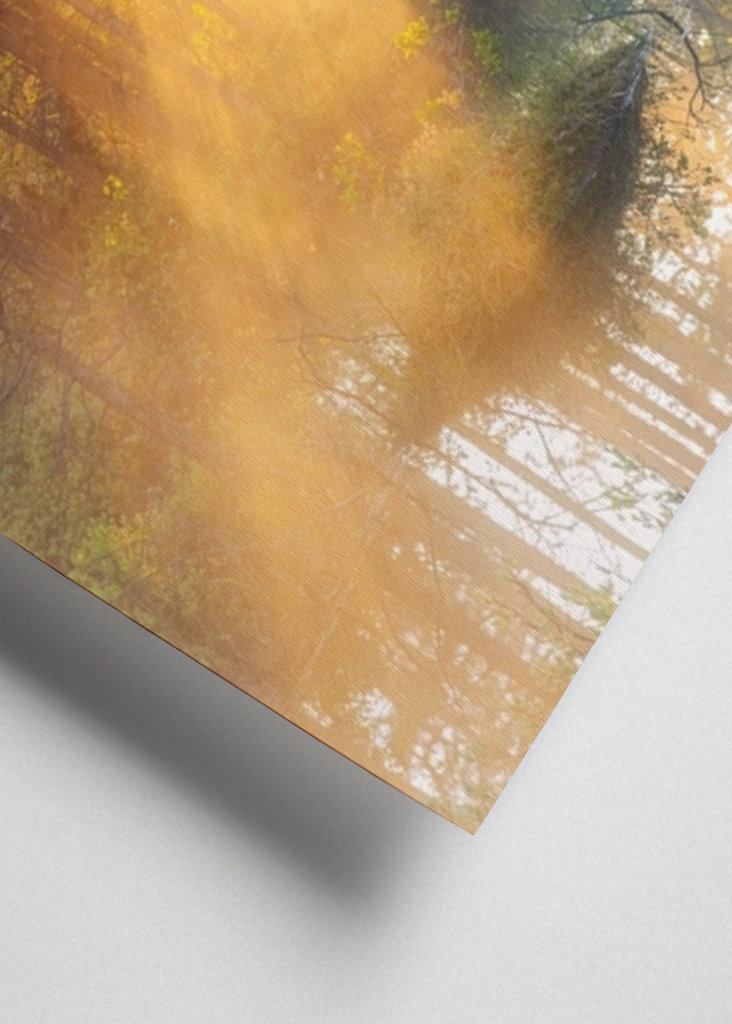 Éjféli nap az erdőben