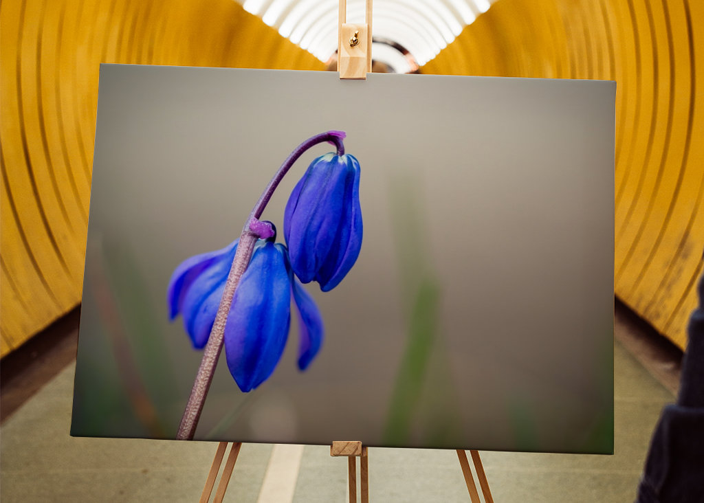 Ruská modrá hvězda