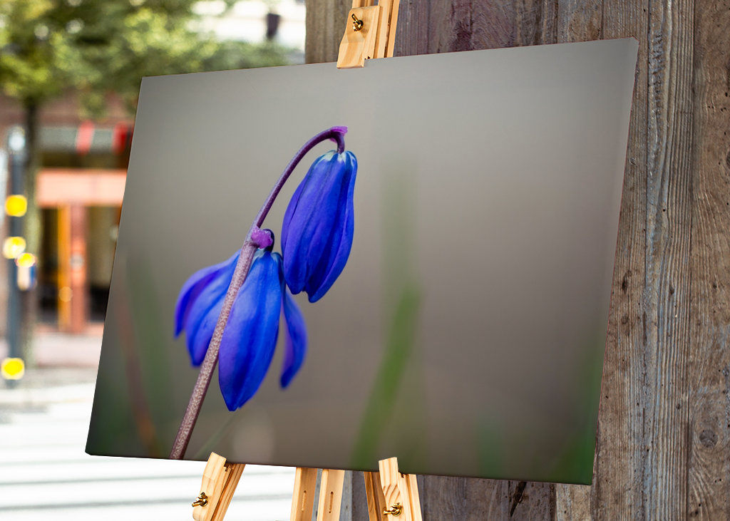 Ruská modrá hvězda