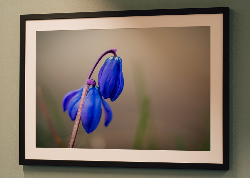 Ruská modrá hvězda