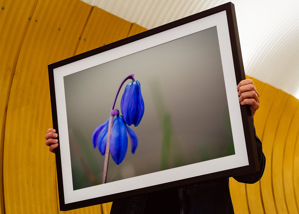 Ruská modrá hvězda