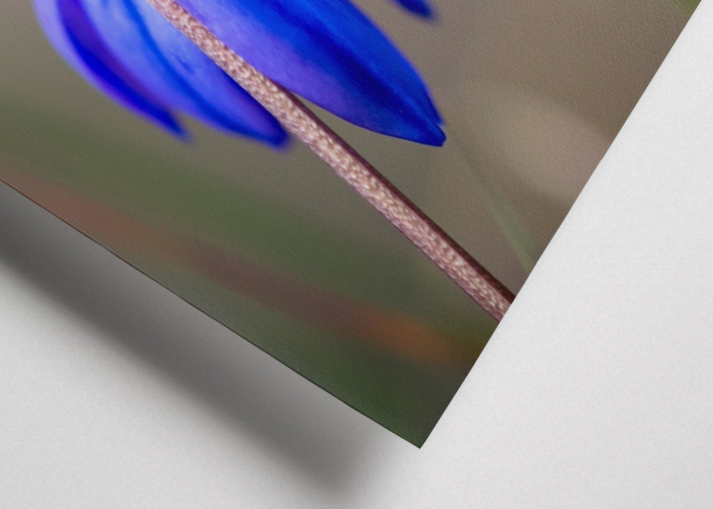 Ruská modrá hvězda