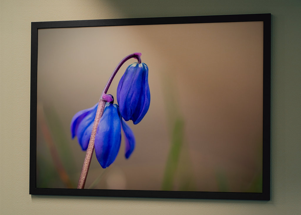 Ruská modrá hvězda