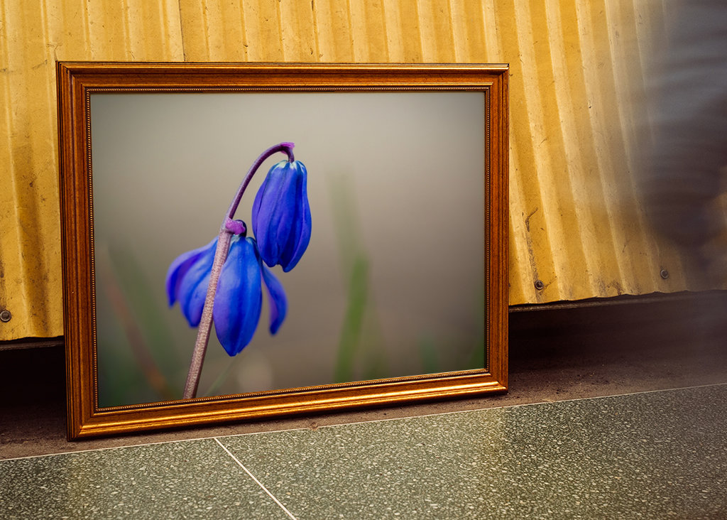 Ruská modrá hvězda