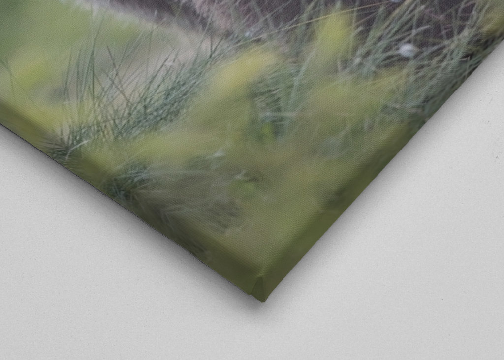 Medvěd hnědý za úsvitu