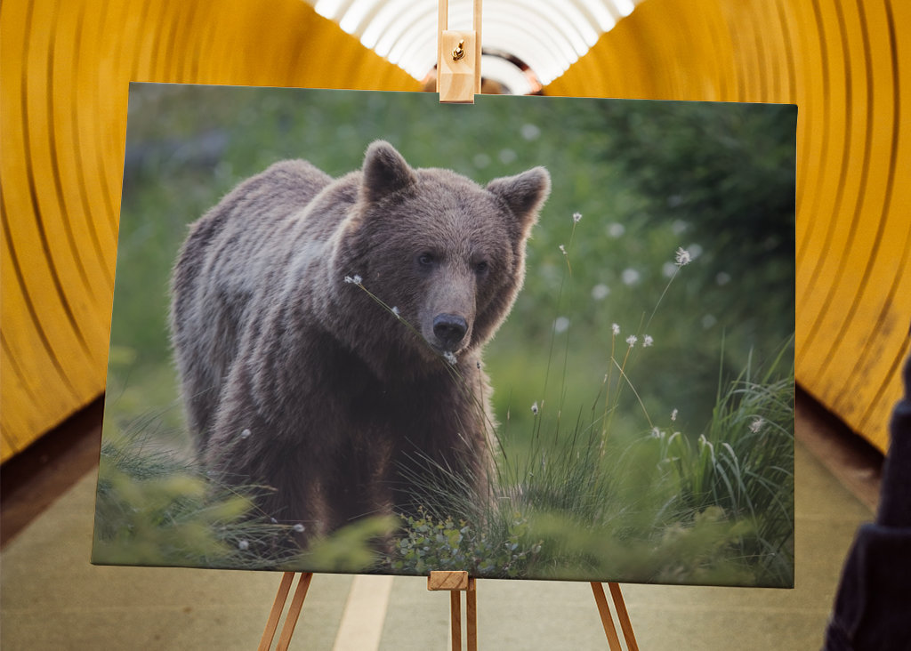 Medvěd hnědý za úsvitu