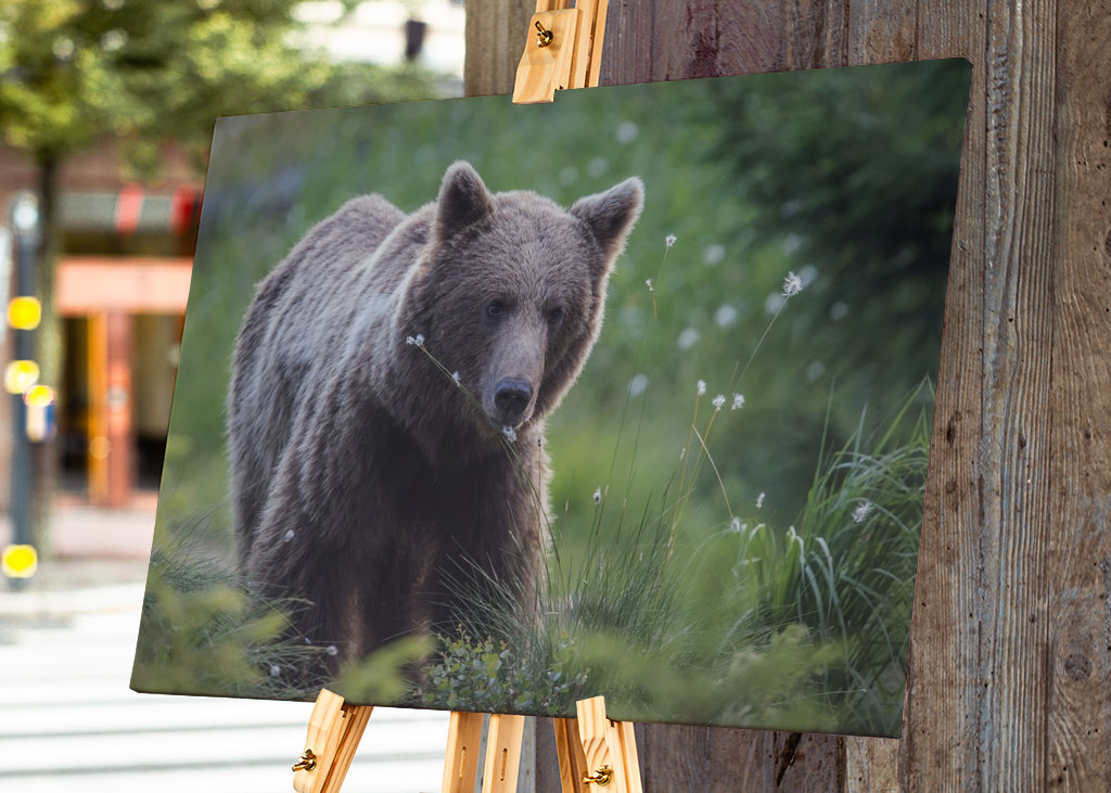 Medvěd hnědý za úsvitu