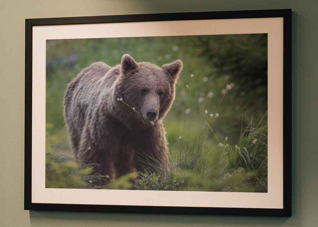 Medvěd hnědý za úsvitu