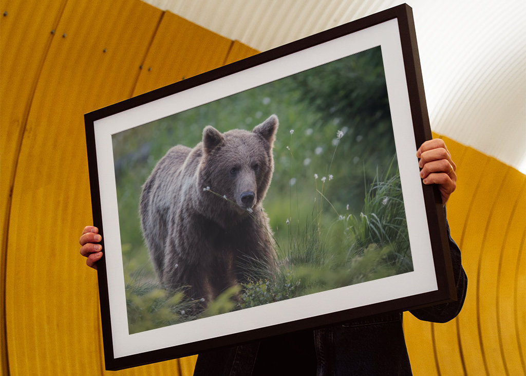 Medvěd hnědý za úsvitu