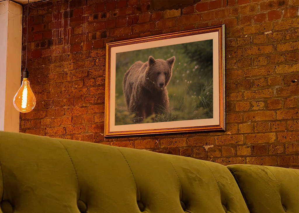 Medvěd hnědý za úsvitu