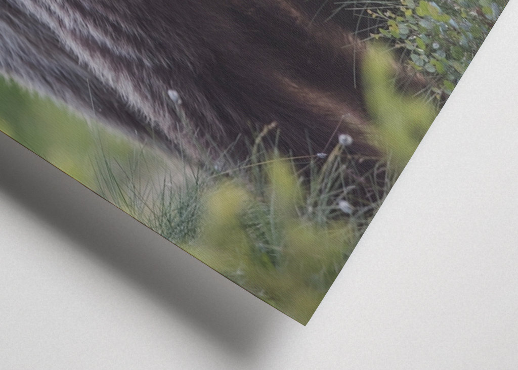 Medvěd hnědý za úsvitu