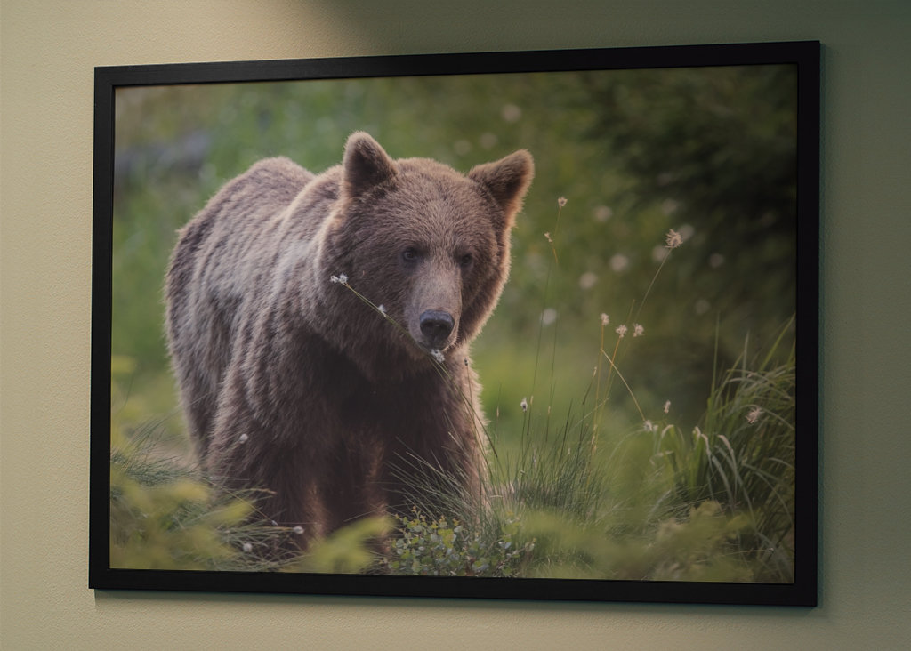 Medvěd hnědý za úsvitu