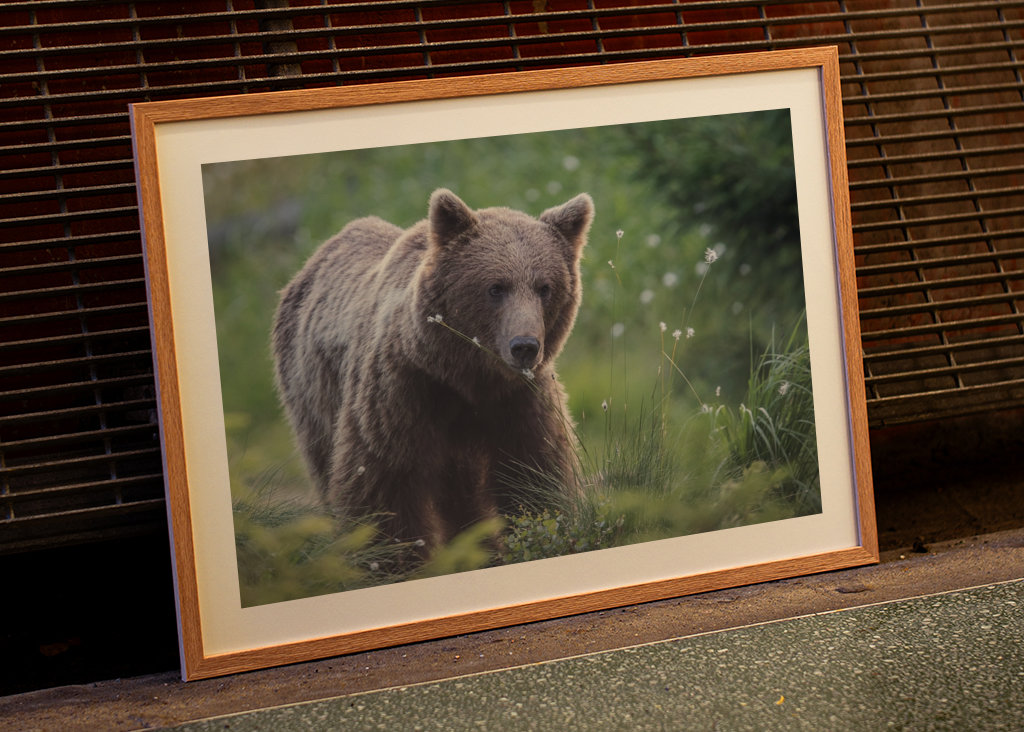 Medvěd hnědý za úsvitu