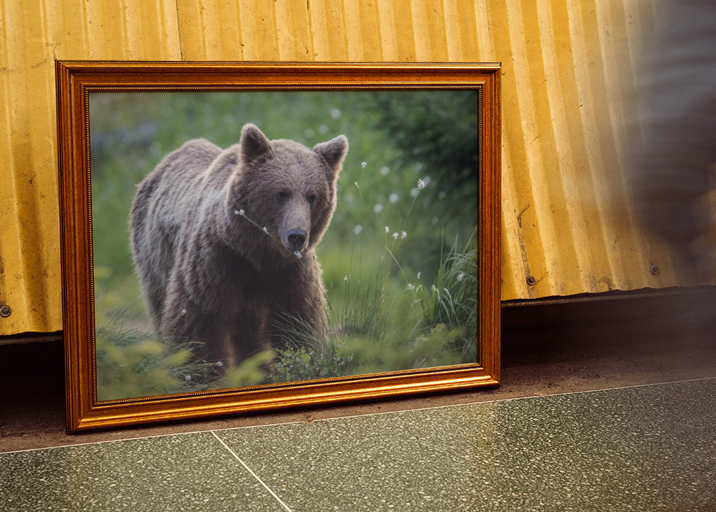 Medvěd hnědý za úsvitu