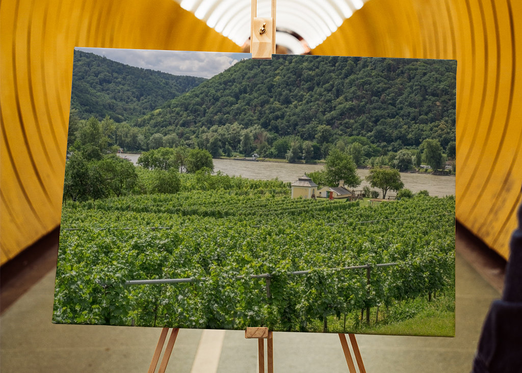 Wijngaarden aan de Donau