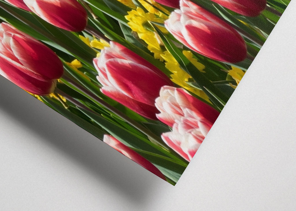 Tulipánové pole na jaře