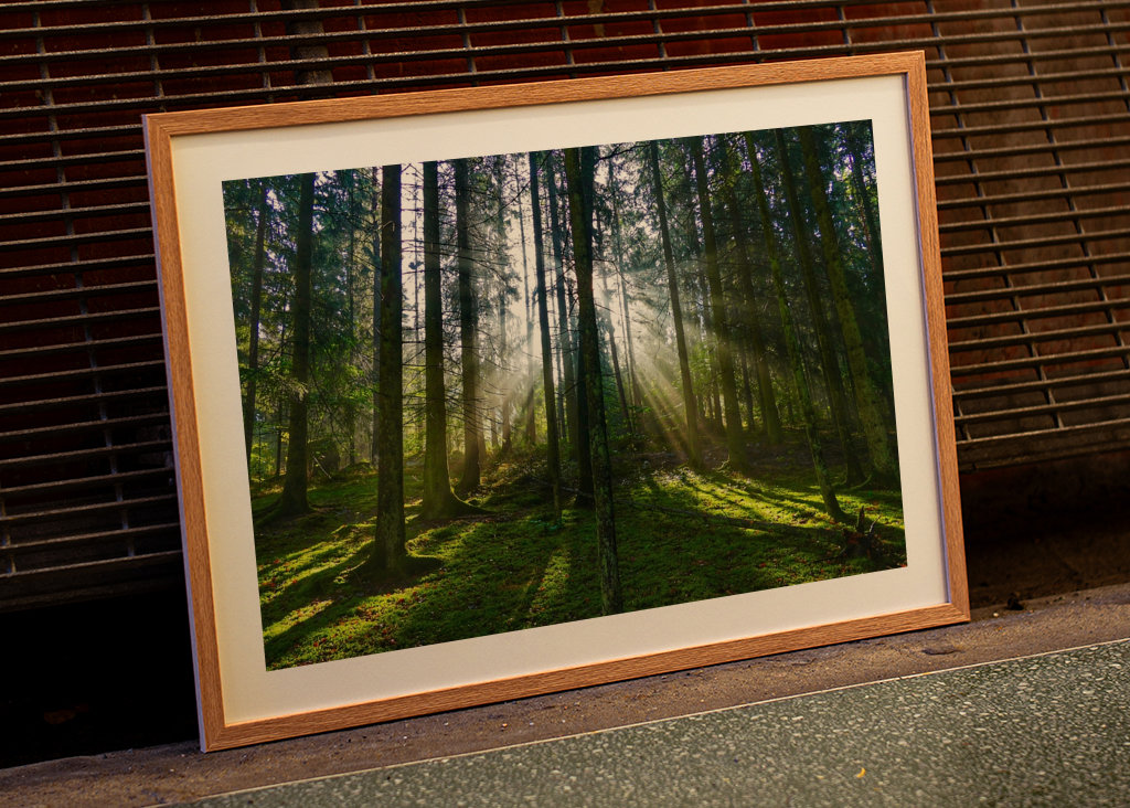 La lumière de la forêt