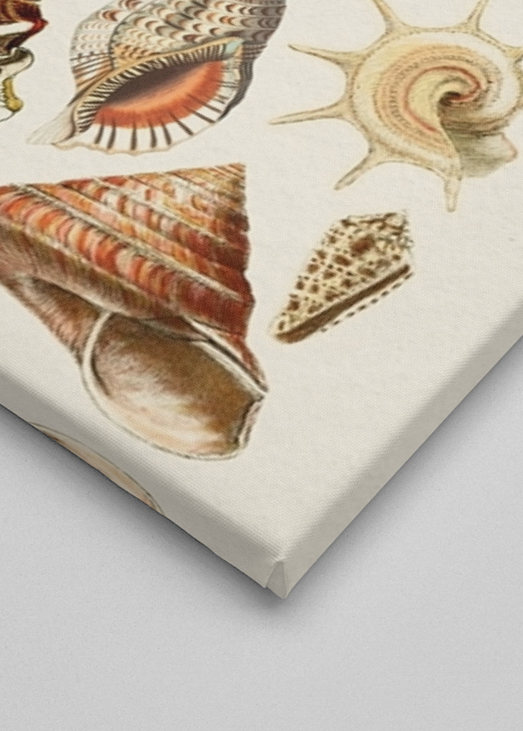 Seashells Collection