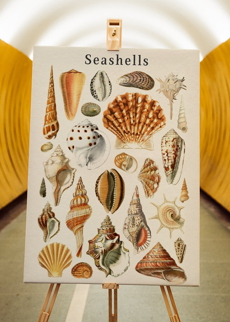 Seashells Collection