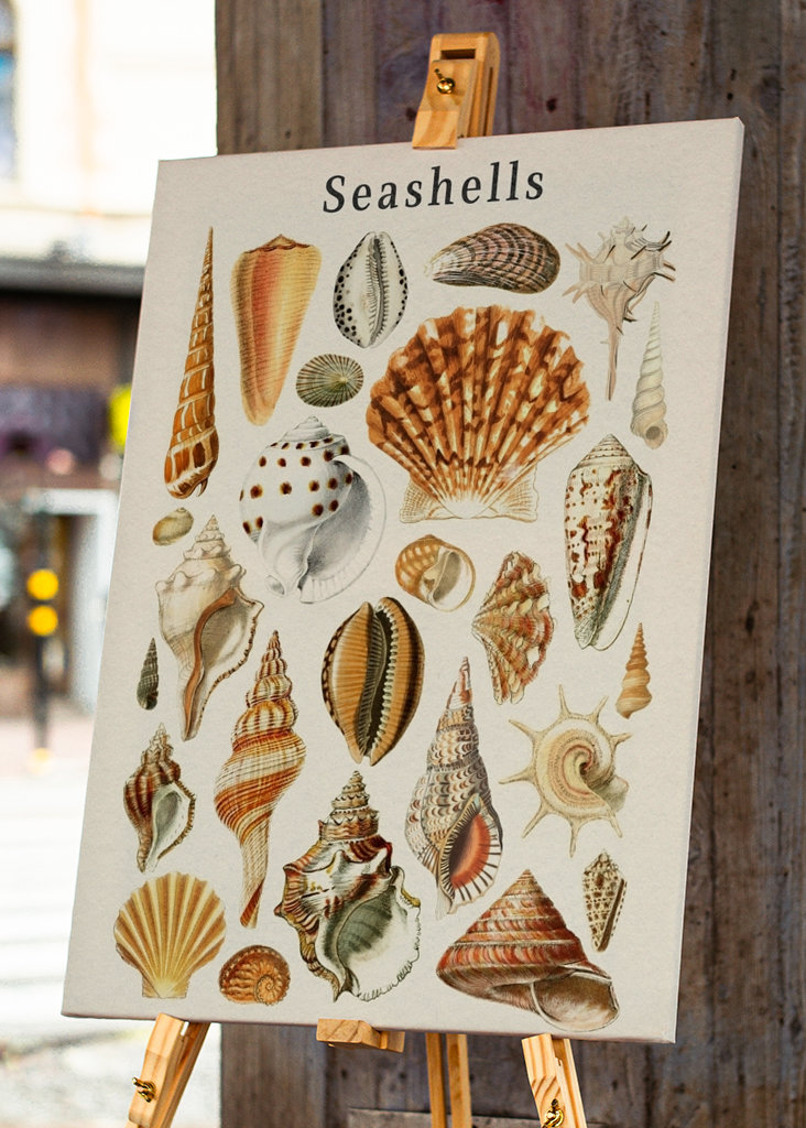 Seashells Collection