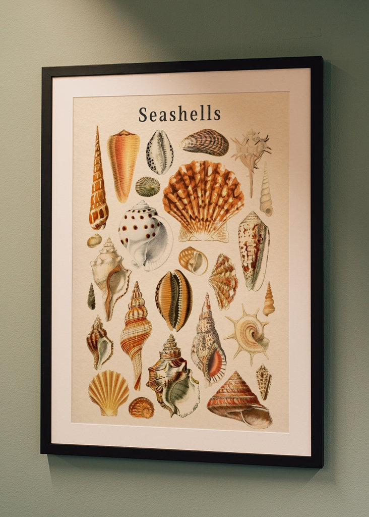 Seashells Collection