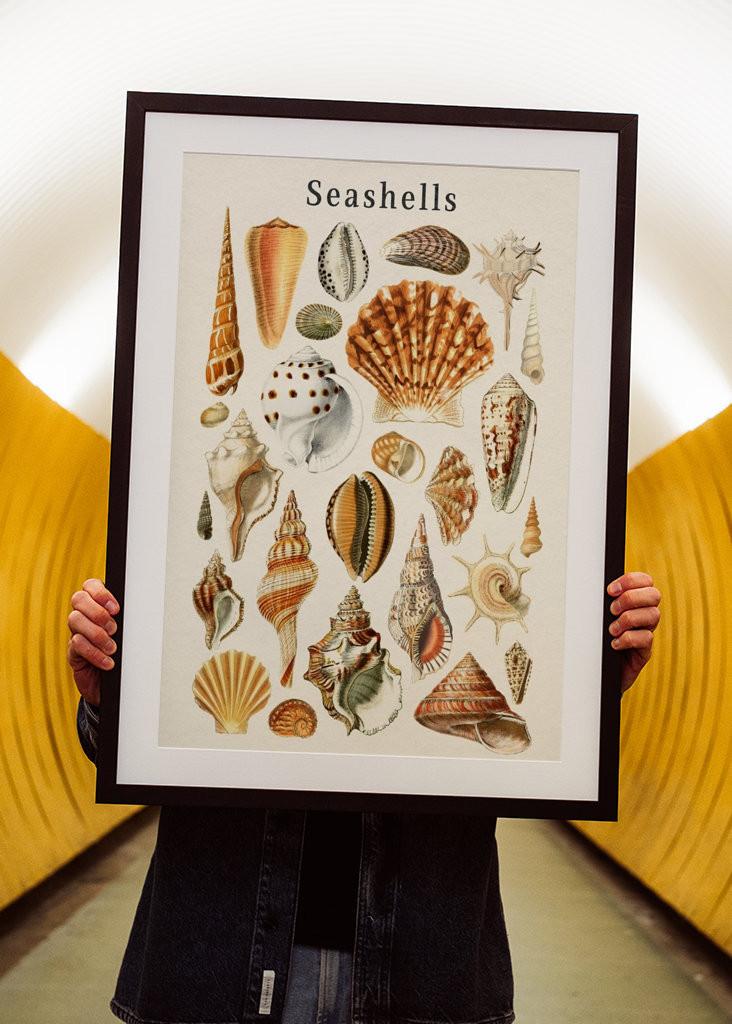 Seashells Collection
