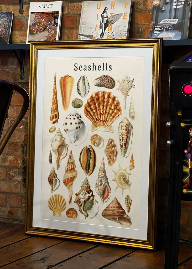 Seashells Collection